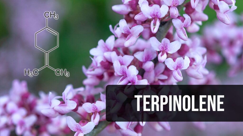 Cannabis, Terpenes, Cannabinoids and terpenes, Terpinolene, Terpinolene effects, Terpinolene terpene effects